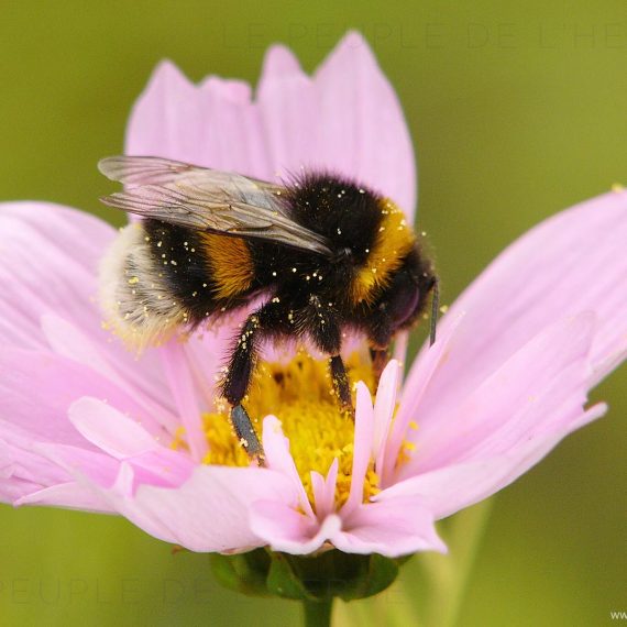 Bourdon (Bombus sp.)