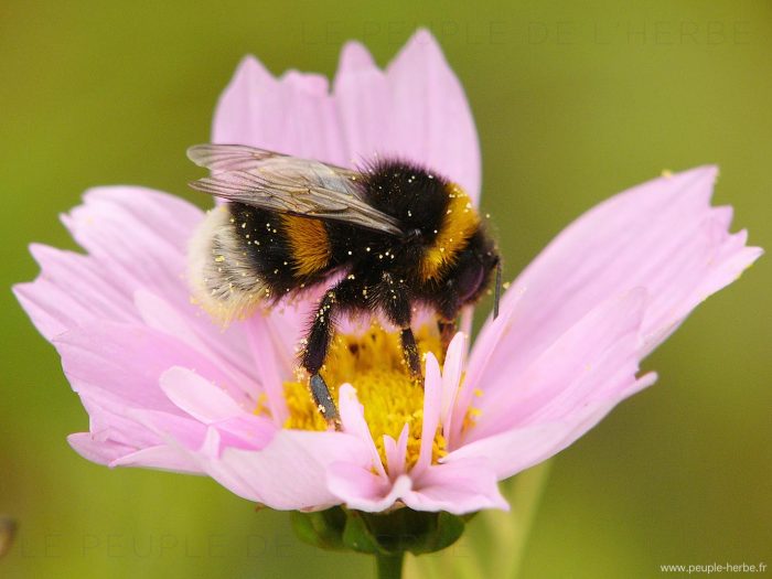 Bourdon (Bombus sp.)