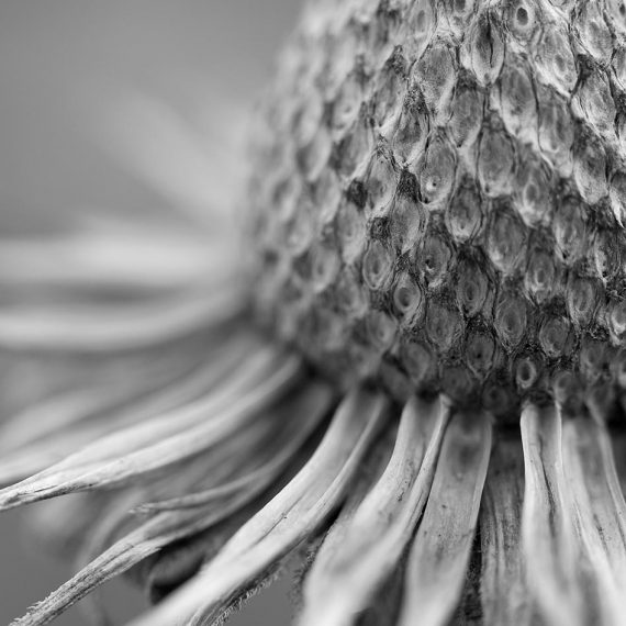 Echinacée 'The king' (Echinacea purpurea 'The king')