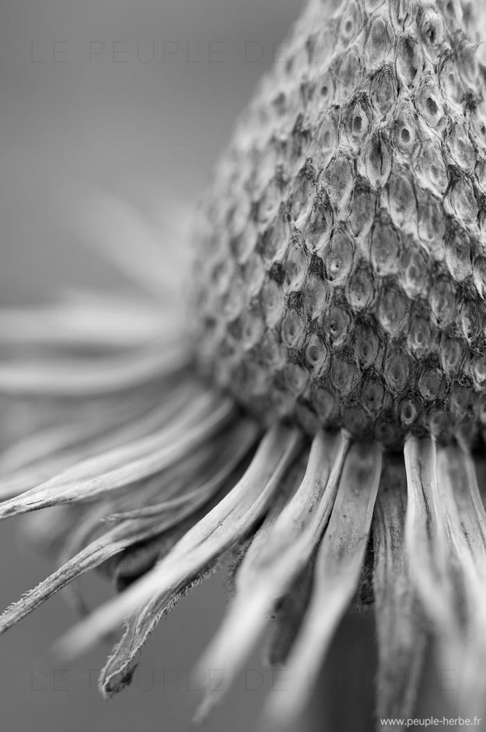 Echinacée 'The king' (Echinacea purpurea 'The king')