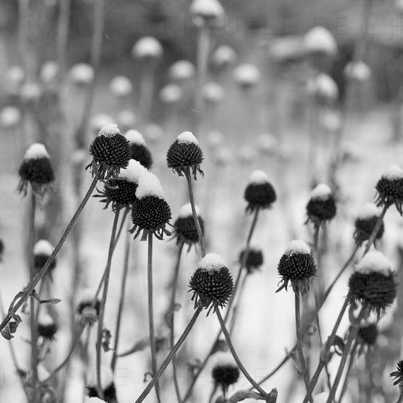 Rudbeckia 'Goldsturm' (Rudbeckia fulgida var. sullivanti 'Goldsturm')