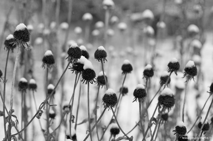 Rudbeckia 'Goldsturm' (Rudbeckia fulgida var. sullivanti 'Goldsturm')