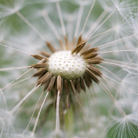 Pissenlit (Taraxacum officinale)