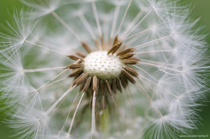 Pissenlit (Taraxacum officinale)