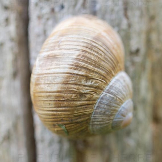 Escargot de Bourgogne (Helix pomatia)