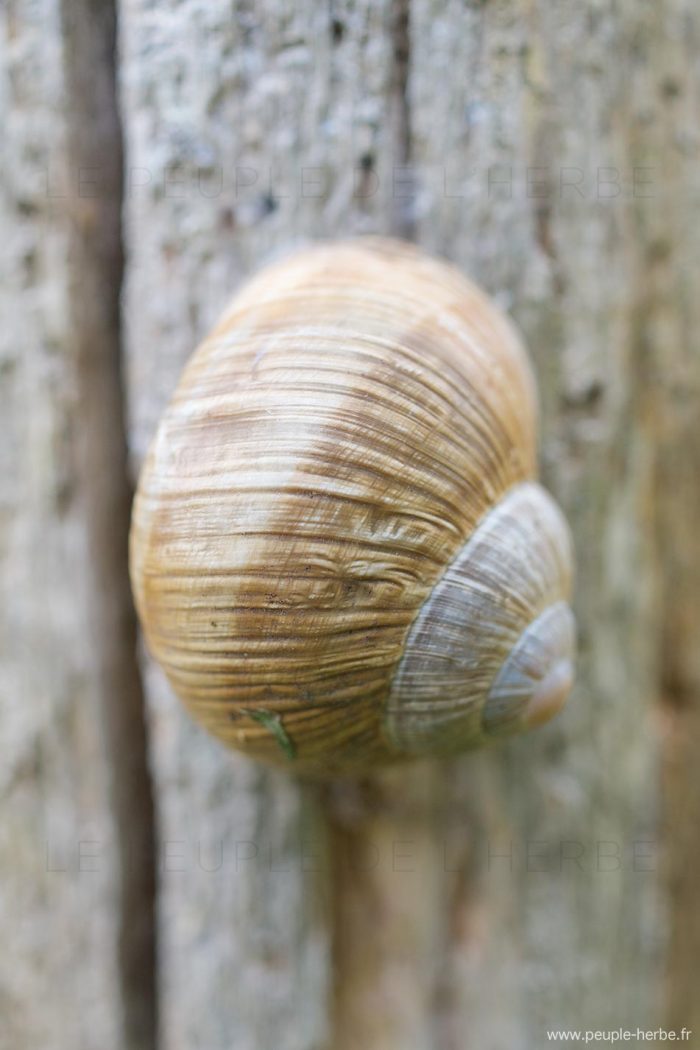 Escargot de Bourgogne (Helix pomatia)