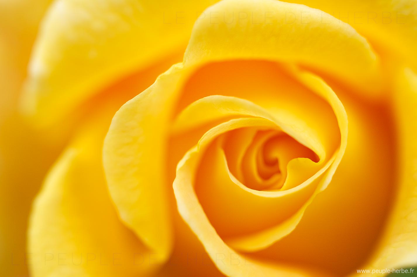 Rose jaune (Rosa)