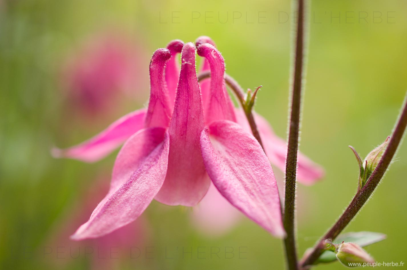 Fleur d'ancolie rose