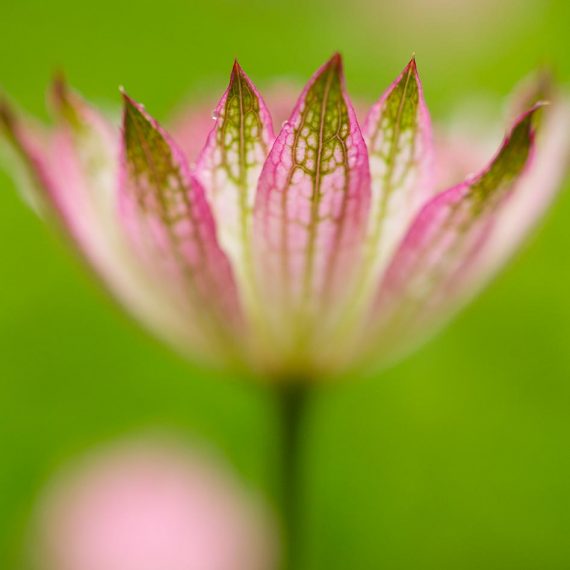 Grande astrance (Astrantia major sp.)