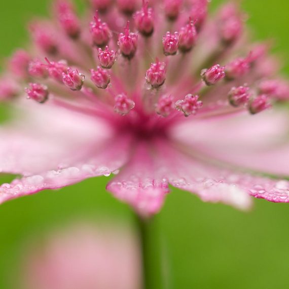 Grande astrance (Astrantia major sp.)