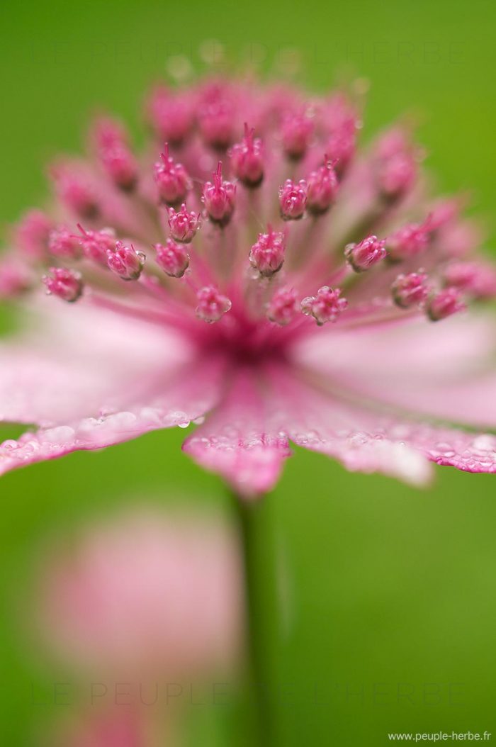 Grande astrance (Astrantia major sp.)