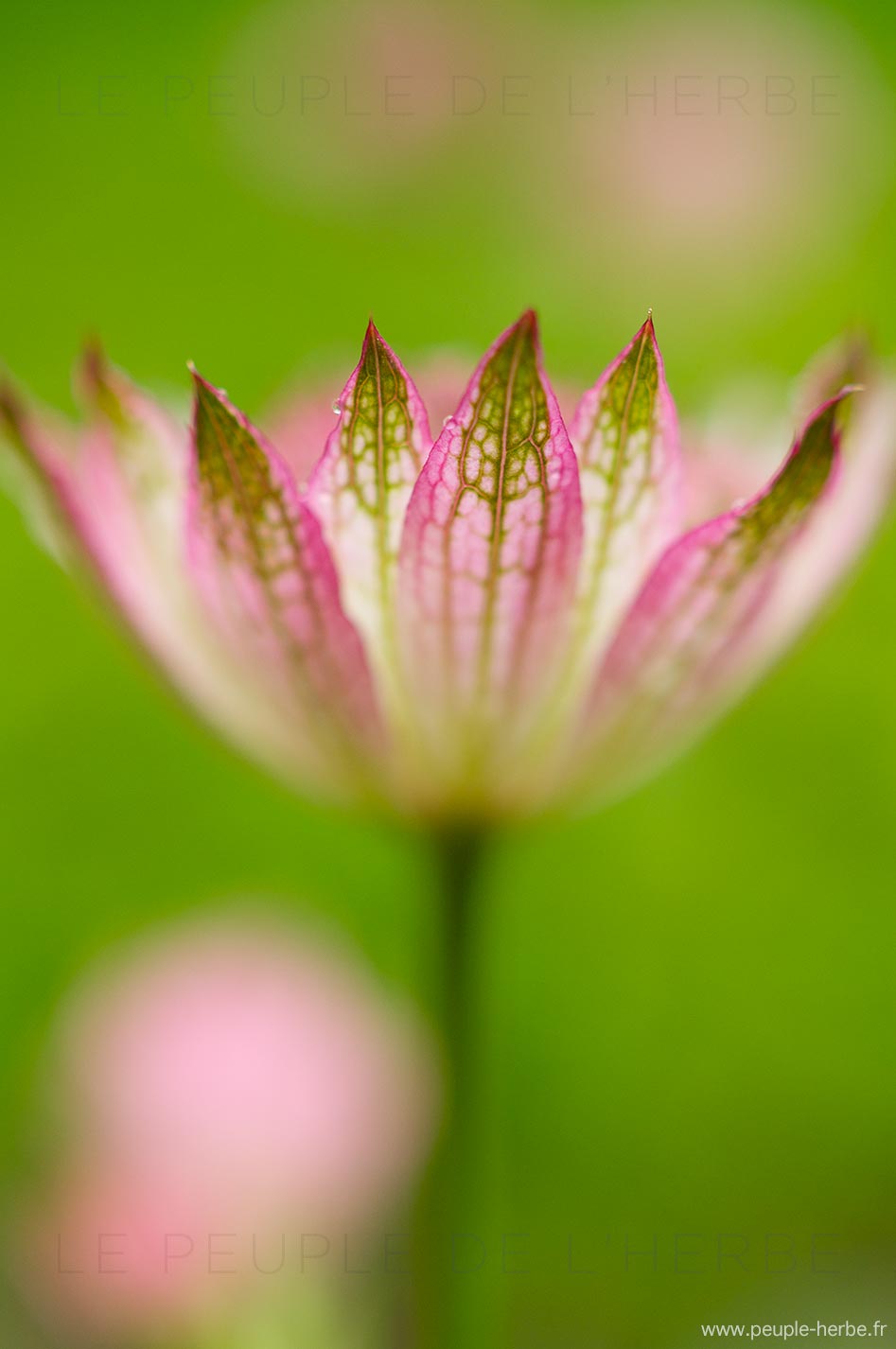 Grande astrance (Astrantia major sp.)