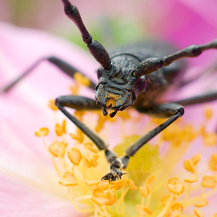 Macrophotographie capricorne