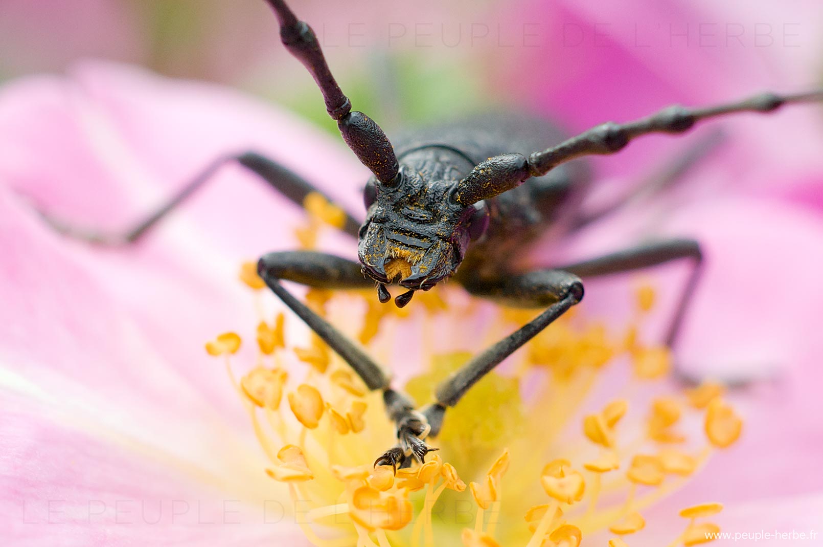 Macrophotographie Capricorne mangeant du pollen sur une fleur de rosier