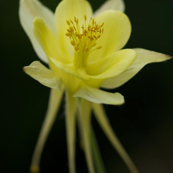 Ancolie chrysantha