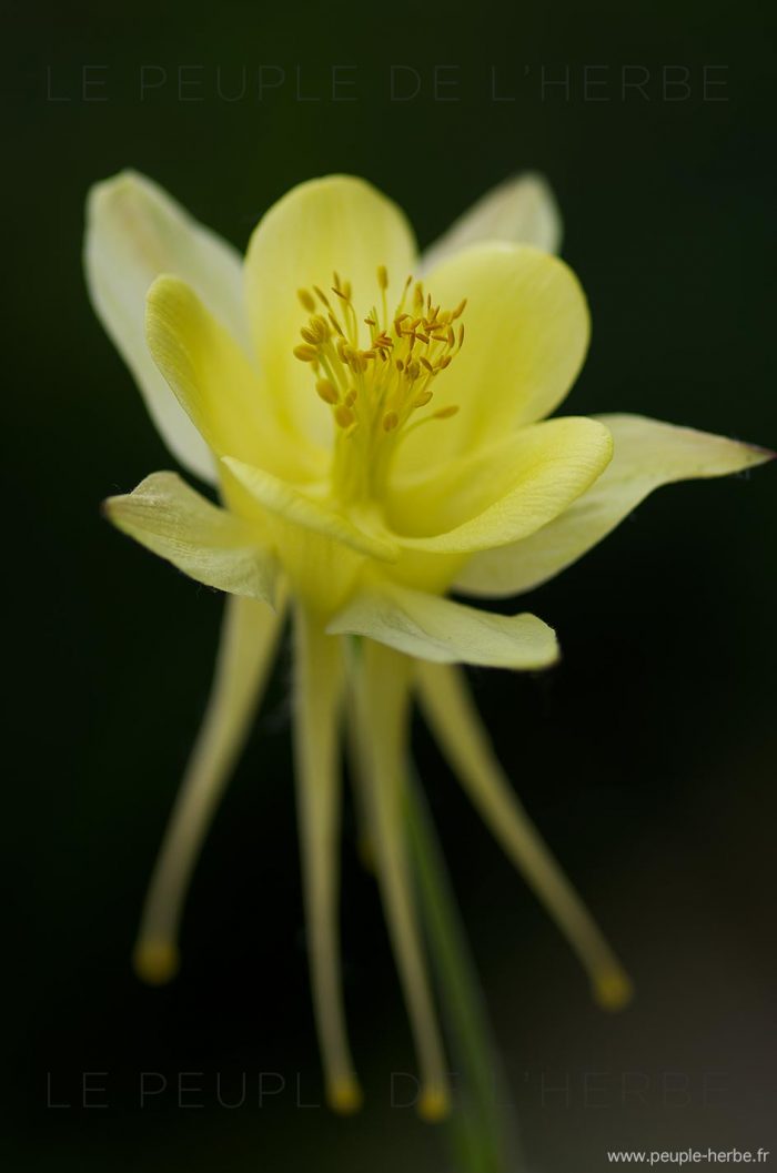 Ancolie chrysantha