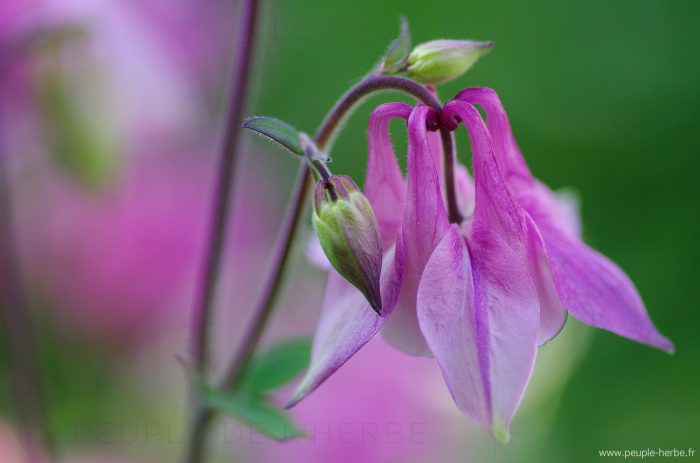 Ancolie des jardins