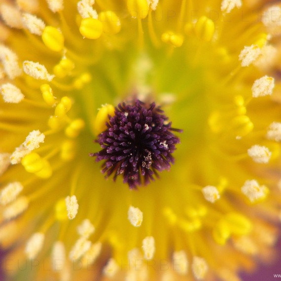 Photo macro d'une anémone pulsatille