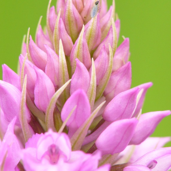 Orchis pyramidal en macro