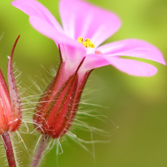 Geranium robertanium en macro