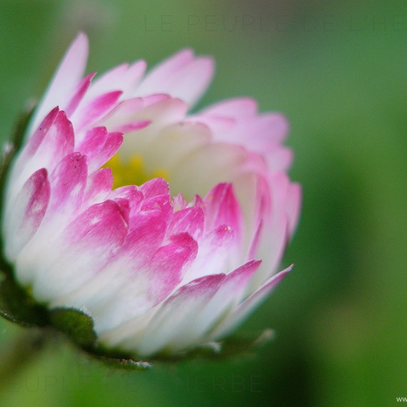 macrophotographie d'une pâquerette