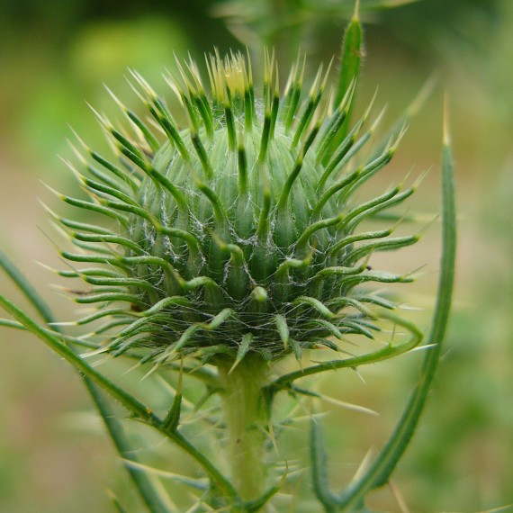 Fleur de chardon