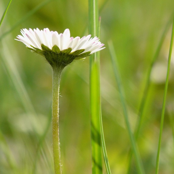 Pâquerette dans l'herbe