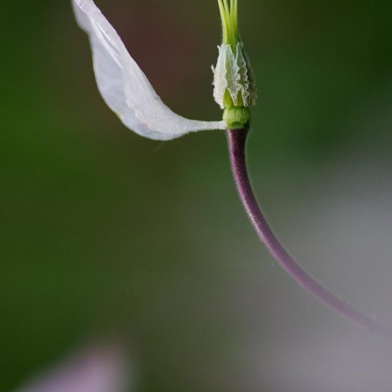 Ancolie blanche avec un seul pétale