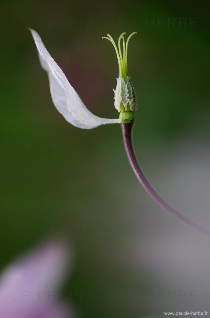 Ancolie blanche avec un seul pétale