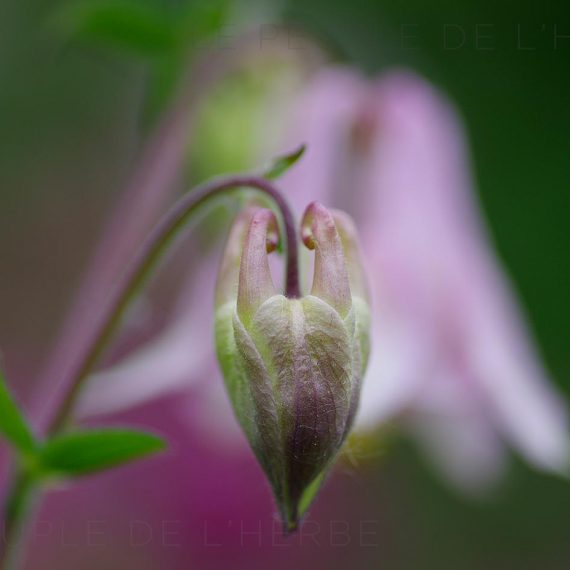 Bouton d'ancolie en macro