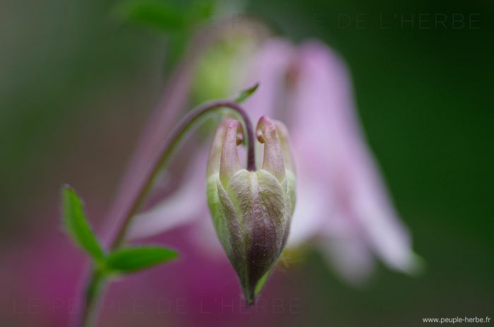 Bouton d'ancolie en macro