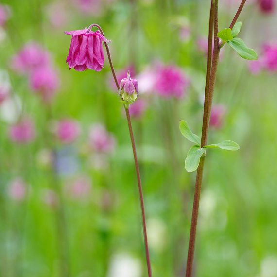 Ancolie double dans un jardin