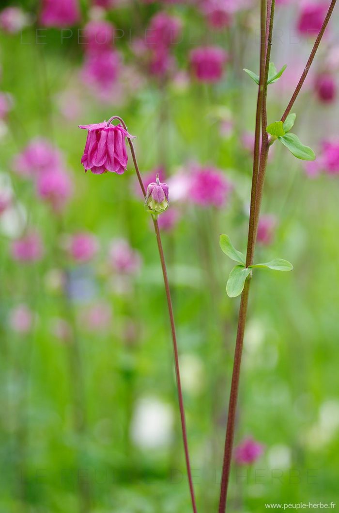 Ancolie double dans un jardin