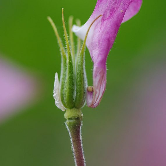 Macrophotographie d'une ancolie avec un pétale