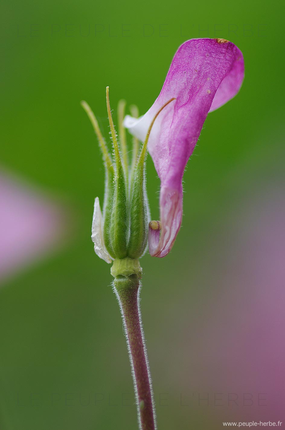 Macrophotographie d'une ancolie avec un pétale