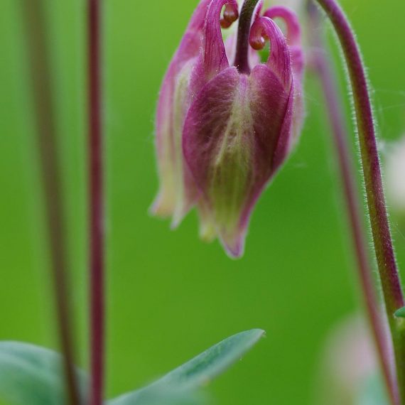 Ancolie sur fond vert