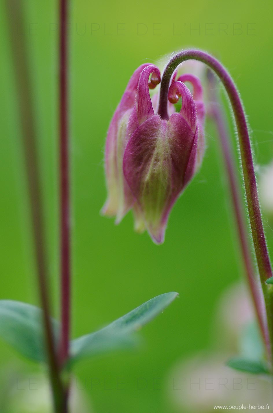 Ancolie sur fond vert