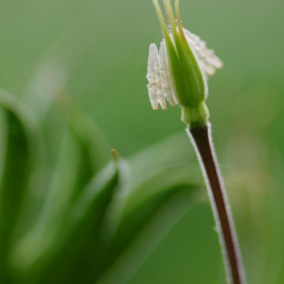 Ancolie fanée