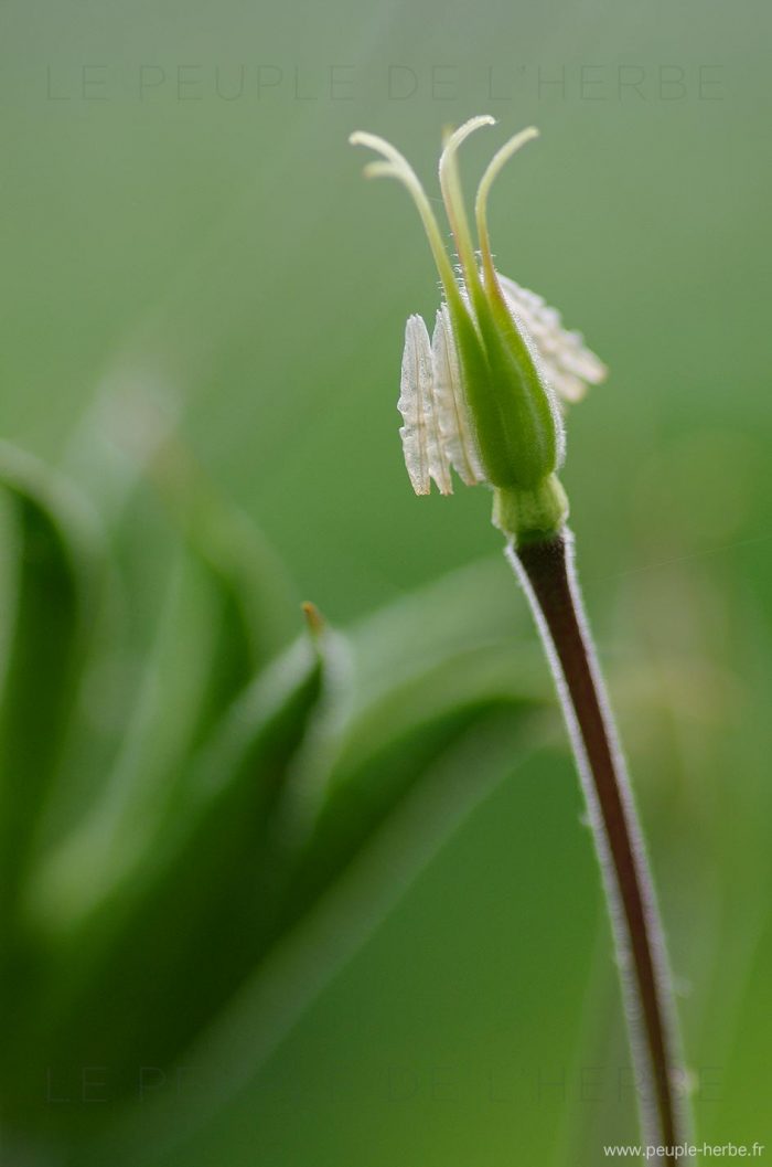 Ancolie fanée