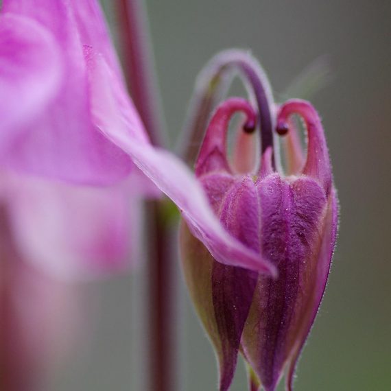 Ancolie en macro