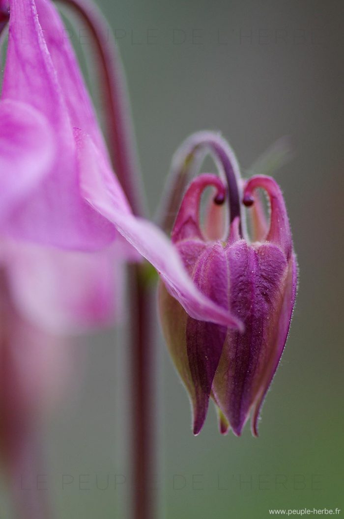 Ancolie en macro