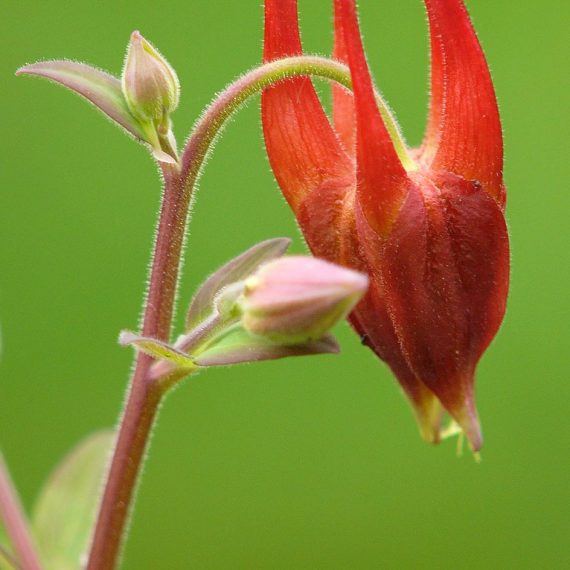 Aquilegia formosa - Ancolie rouge