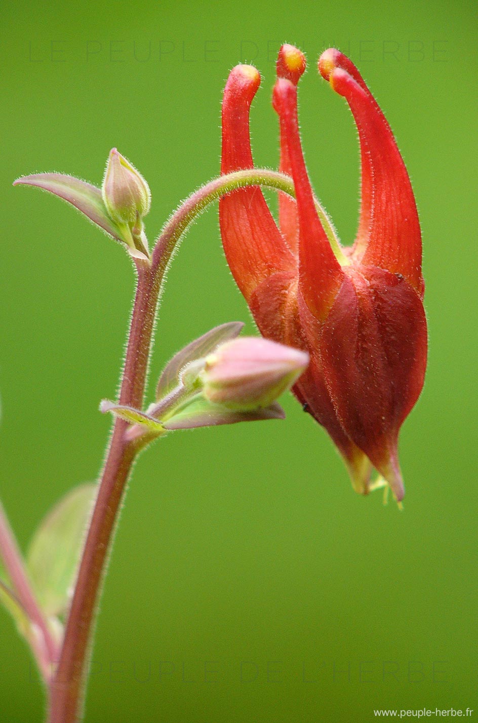 Aquilegia formosa - Ancolie rouge