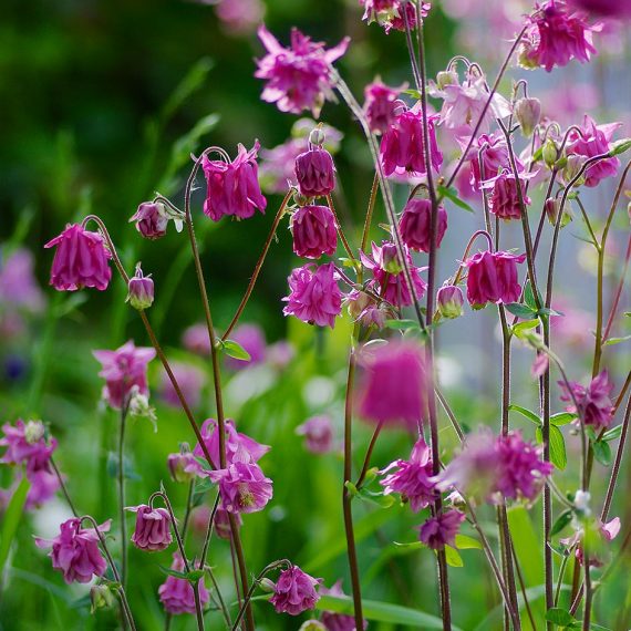 Ancolie double dans un jardin