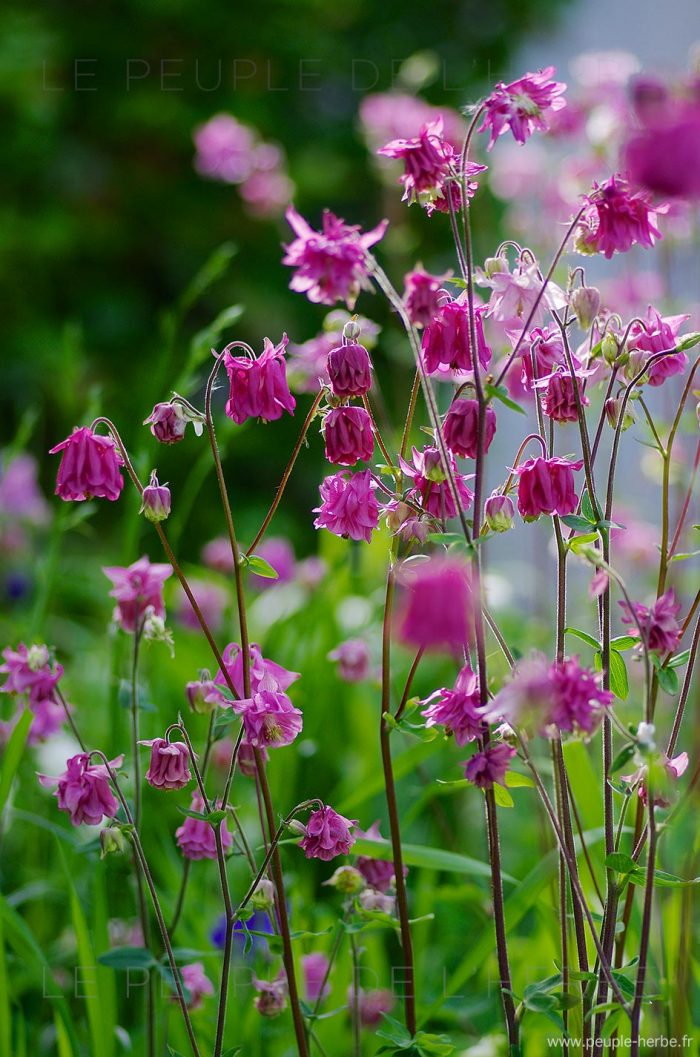 Ancolie double dans un jardin