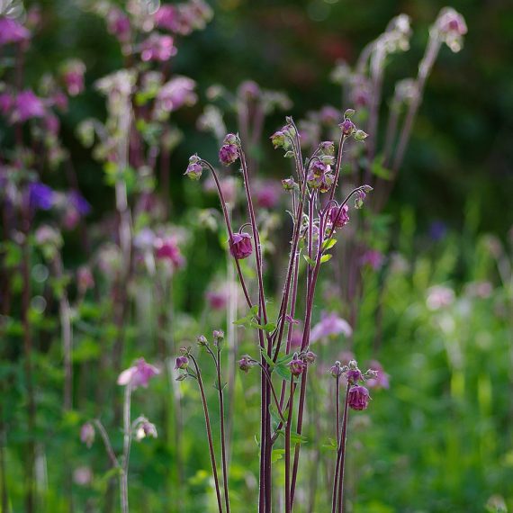 Ancolies dans un jardin