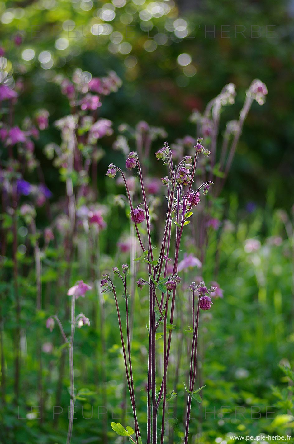 Ancolies dans un jardin