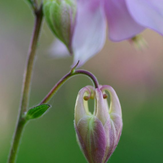 Macrophotographie bouton d'ancolie