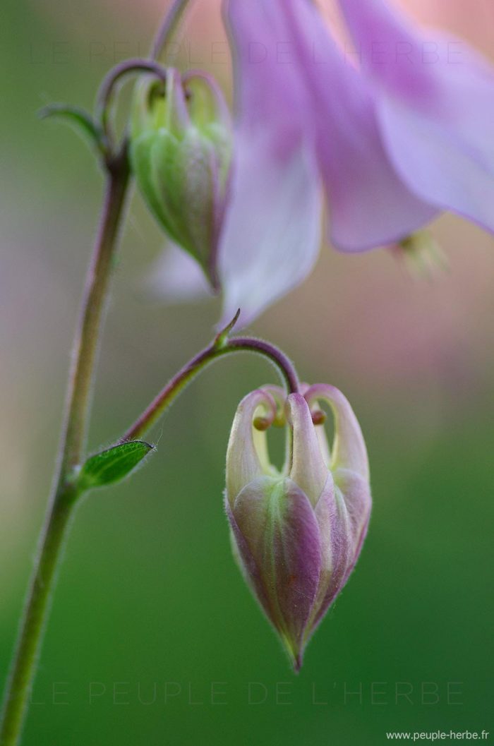 Macrophotographie bouton d'ancolie