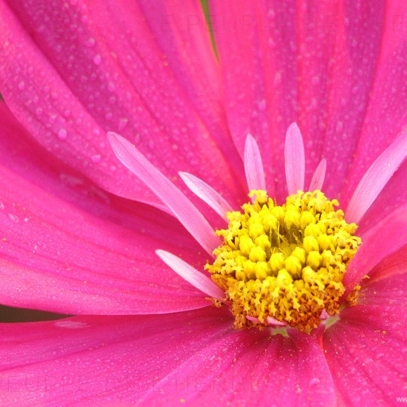 Fleur de cosmos en macro